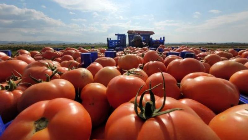 Çanakkale Domatesi Son Turfanda Hasadında Üreticiyi Güldürdü