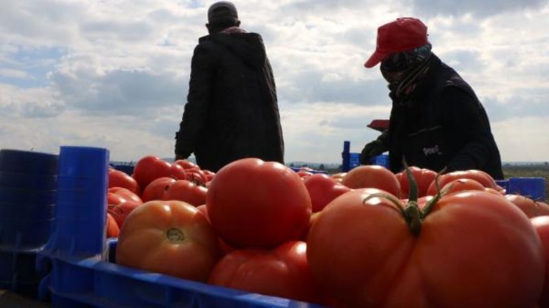 Çanakkale Domatesi Son Turfanda Hasadında Üreticiyi Güldürdü