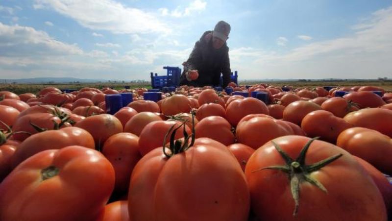 Çanakkale Domatesi Son Turfanda Hasadında Üreticiyi Güldürdü