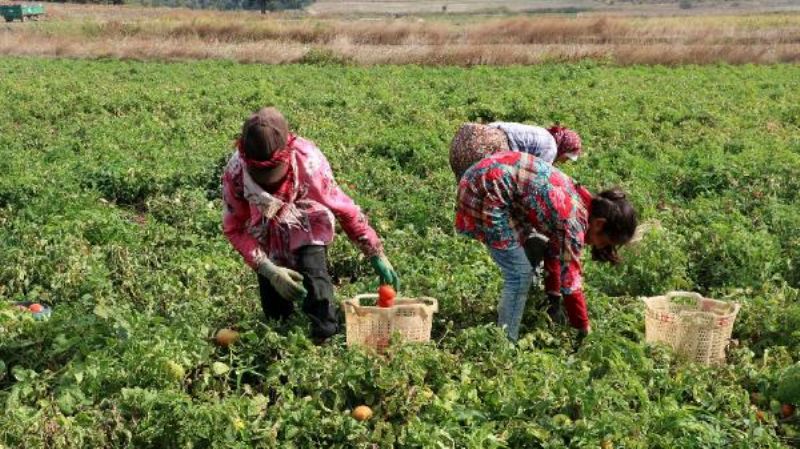 Çanakkale Domatesi Son Turfanda Hasadında Üreticiyi Güldürdü