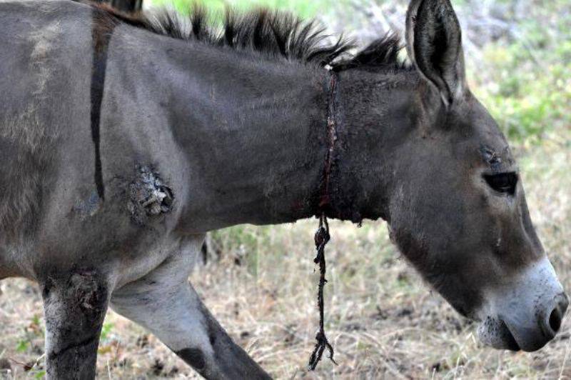 Köylülerin Bulduğu Yaralı Eşeğin Tedavisine Başlandı 