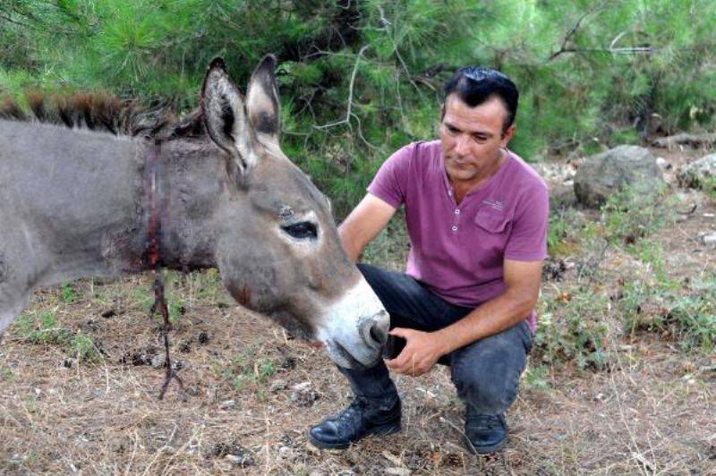 Köylülerin Bulduğu Yaralı Eşeğin Tedavisine Başlandı 