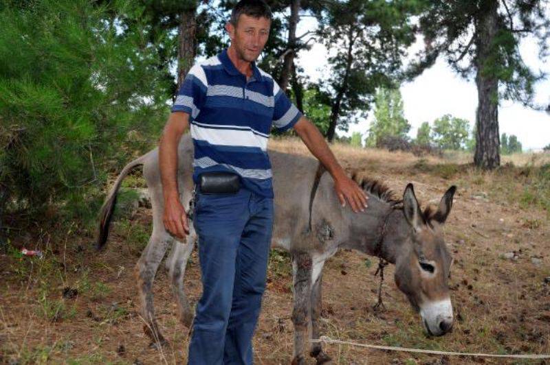 Köylülerin Bulduğu Yaralı Eşeğin Tedavisine Başlandı 