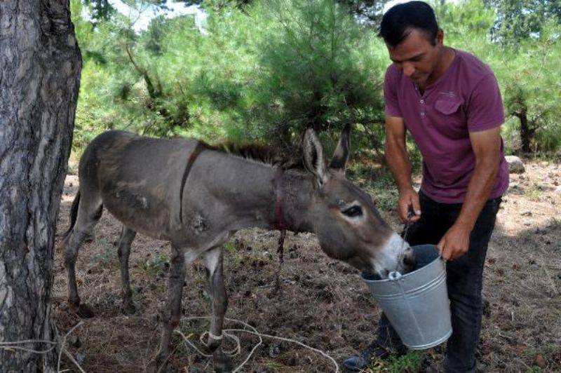 Köylülerin Bulduğu Yaralı Eşeğin Tedavisine Başlandı 