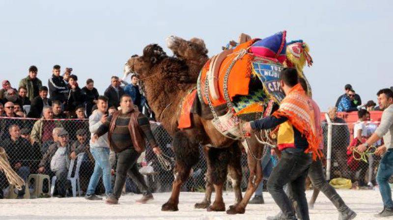 Geyikli Deve Güreşleri'nin İlk Kadın Ağası: Bu Bambaşka Bir Şey