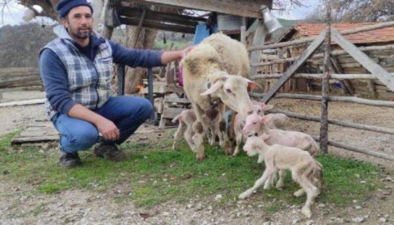 Bayramiç’te Koyun, Tek Batında 6 Yavru Doğurdu