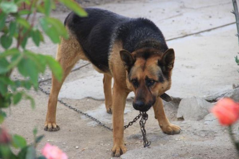 Kurt Köpeği, Eve Girmeye Çalışan 2 Metrelik Yılanı Parçaladı