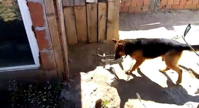 Kurt Köpeği, Eve Girmeye Çalışan 2 Metrelik Yılanı Parçaladı