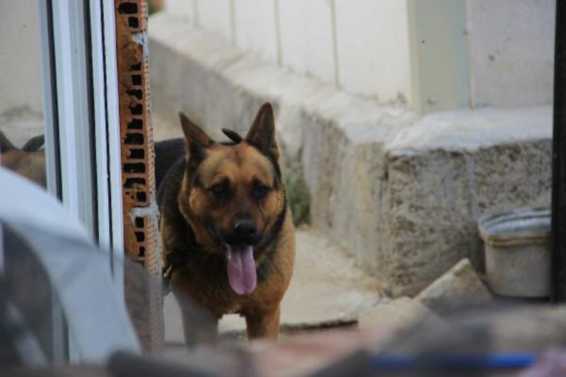 Kurt Köpeği, Eve Girmeye Çalışan 2 Metrelik Yılanı Parçaladı