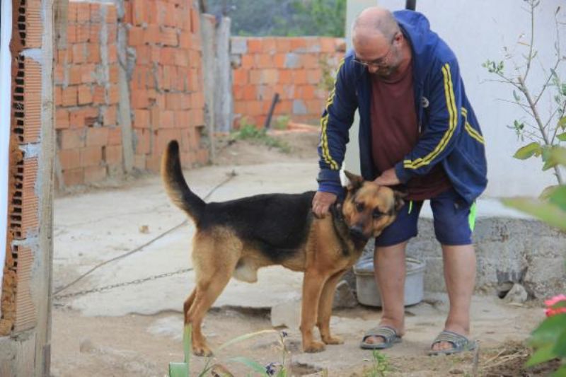 Kurt Köpeği, Eve Girmeye Çalışan 2 Metrelik Yılanı Parçaladı