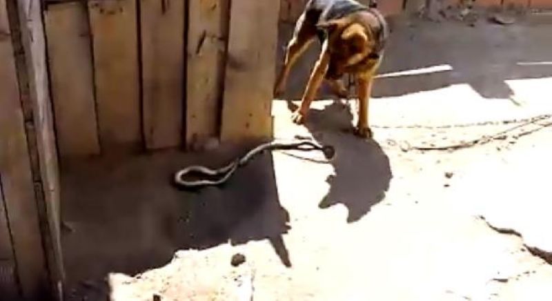 Kurt Köpeği, Eve Girmeye Çalışan 2 Metrelik Yılanı Parçaladı