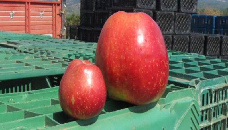 Bayramiç'te Yetişen 1 kilo 105 Gramlık Elma Şaşırttı