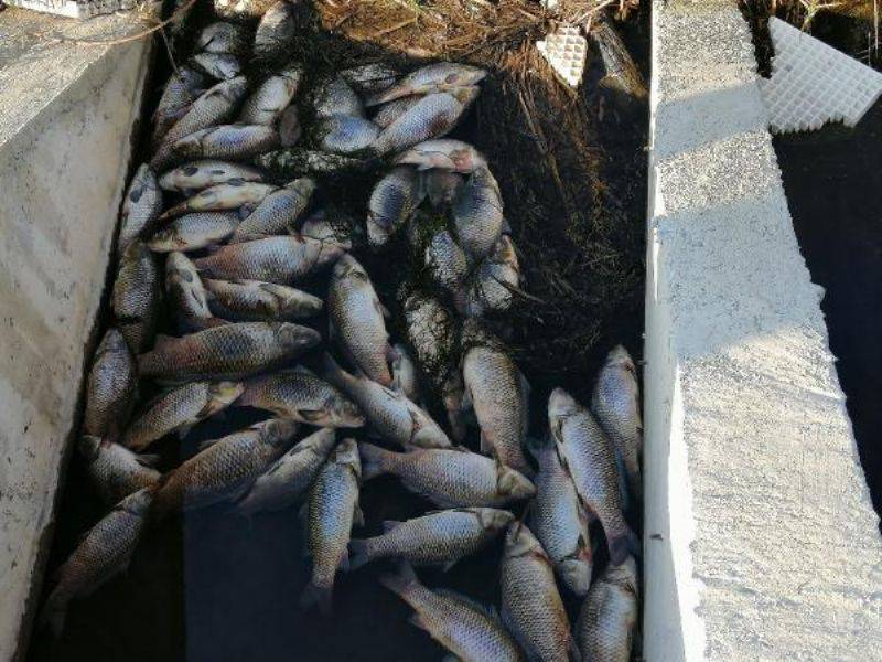 Çaydaki Balık Ölümleri Köylüleri Tedirgin Etti