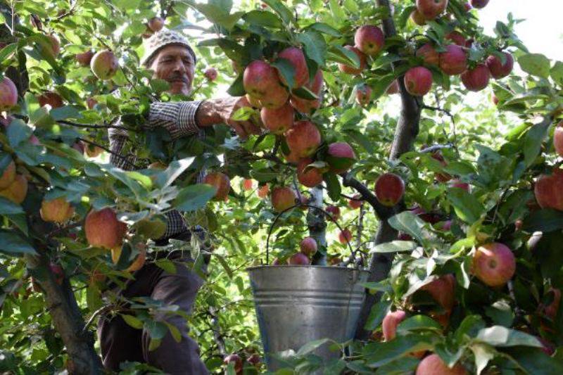 Bayramiç Elması Üreticinin Yüzünü Güldürdü