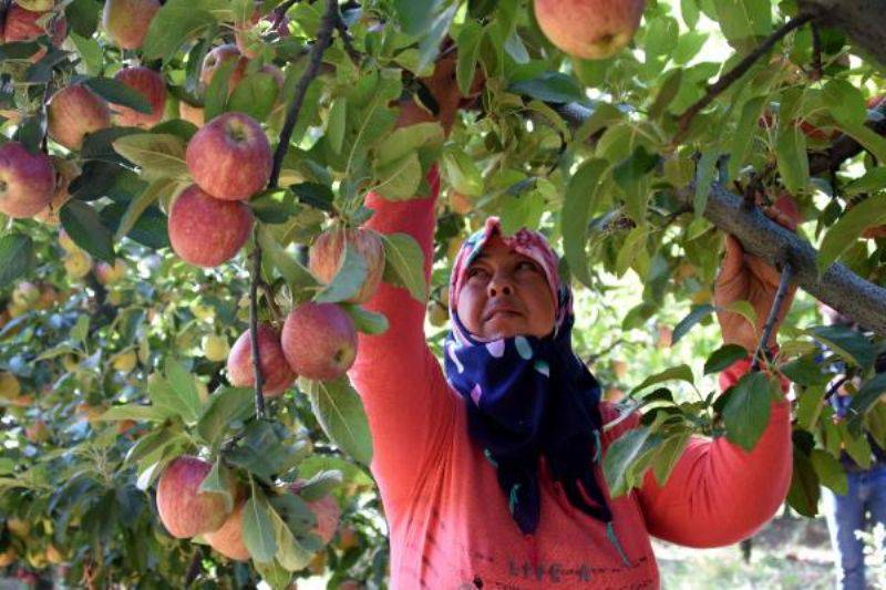 Bayramiç Elması Üreticinin Yüzünü Güldürdü