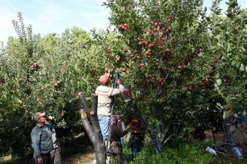 Bayramiç Elması Üreticinin Yüzünü Güldürdü