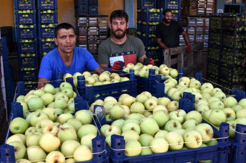 Bayramiç Elması Üreticinin Yüzünü Güldürdü