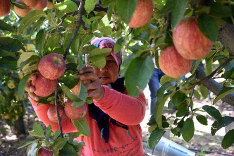 Bayramiç Elması Üreticinin Yüzünü Güldürdü