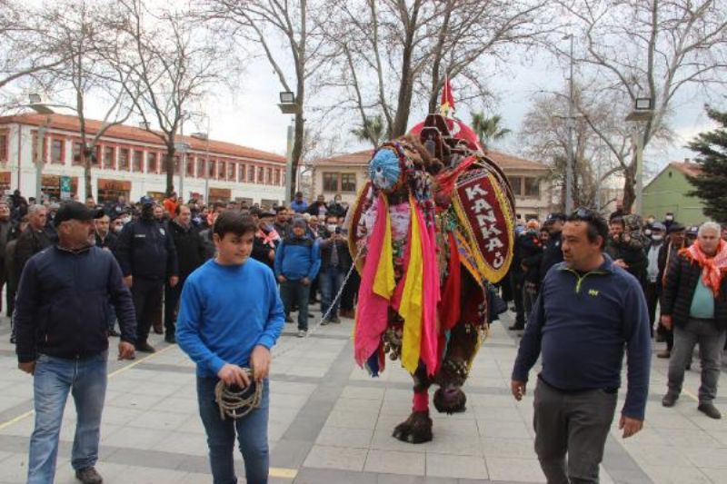 Bayramiç'te 'En Güzel Deve' Yarışması Düzenlendi