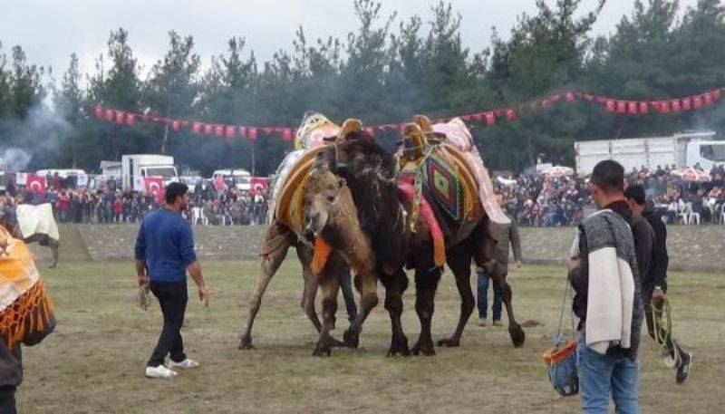 Develer Mehmetçik Yararına Güreşti