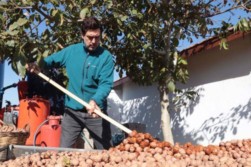 Huzuru Köy Yaşamında Bulan Oyuncu Burak Hakkı, Cevizlerini Hasat Etti