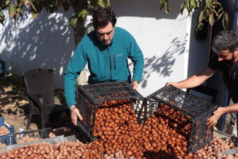 Huzuru Köy Yaşamında Bulan Oyuncu Burak Hakkı, Cevizlerini Hasat Etti