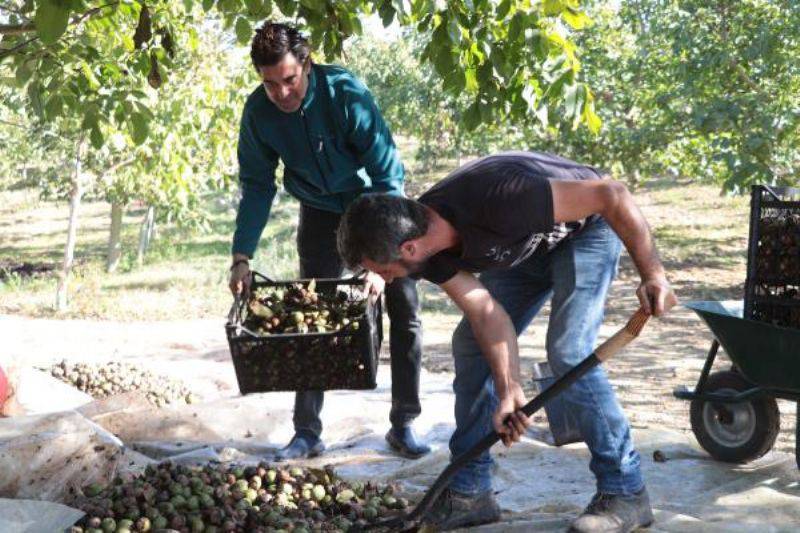 Huzuru Köy Yaşamında Bulan Oyuncu Burak Hakkı, Cevizlerini Hasat Etti