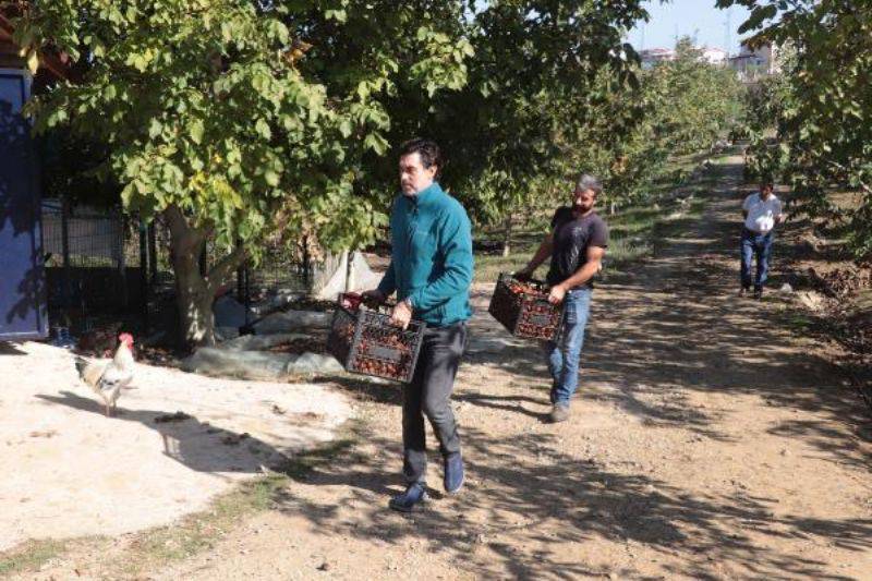 Huzuru Köy Yaşamında Bulan Oyuncu Burak Hakkı, Cevizlerini Hasat Etti