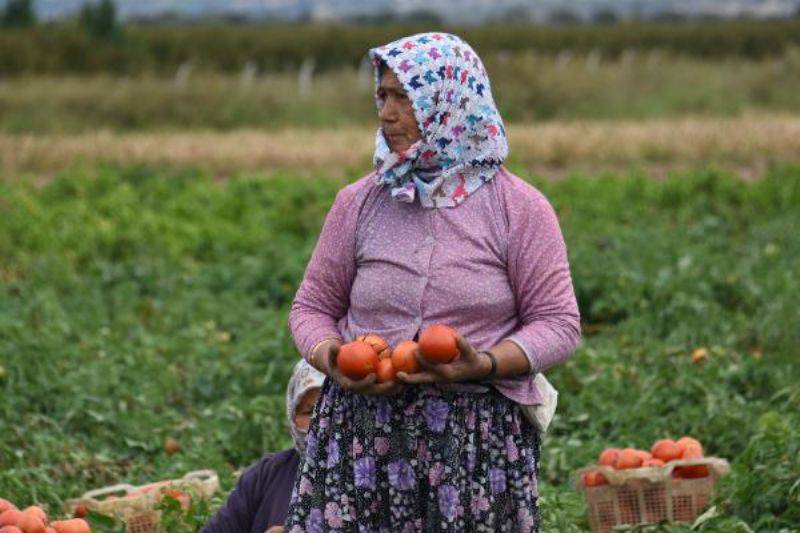 Domates Üreticisinin Yüzü Güldü