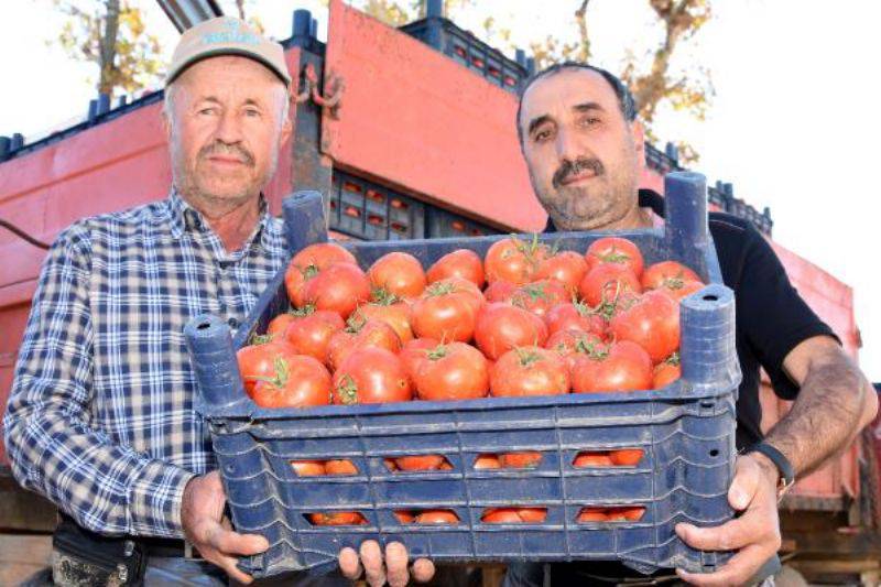 Domates Üreticisinin Yüzü Güldü