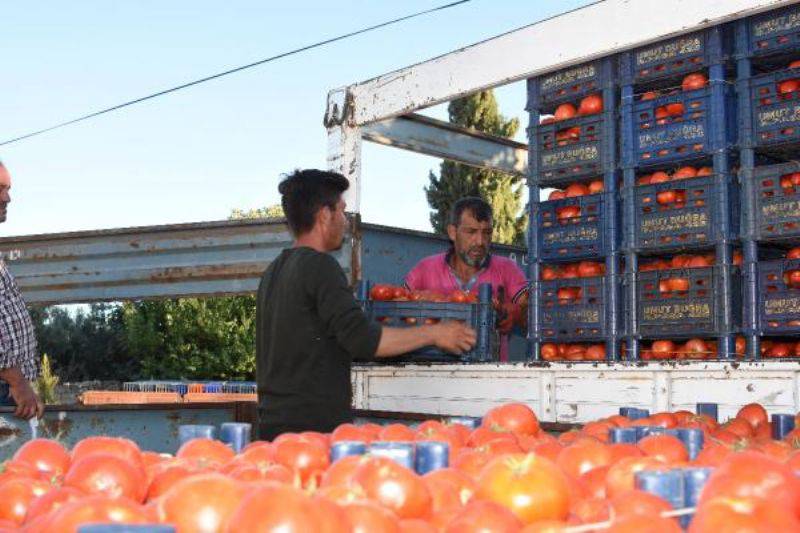 Domates Üreticisinin Yüzü Güldü