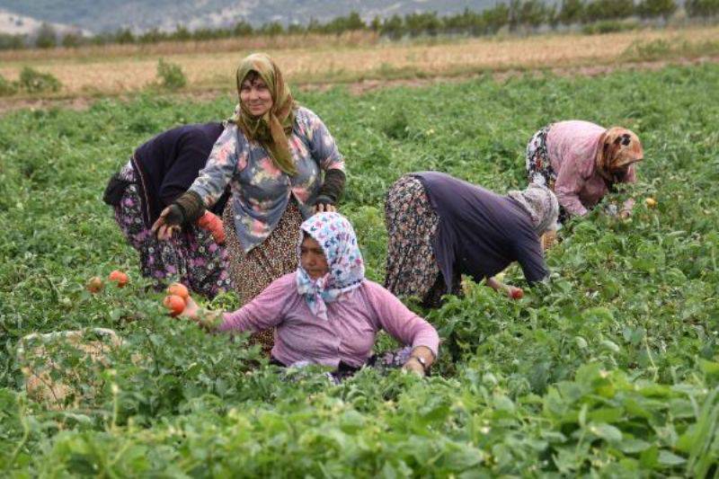 Domates Üreticisinin Yüzü Güldü