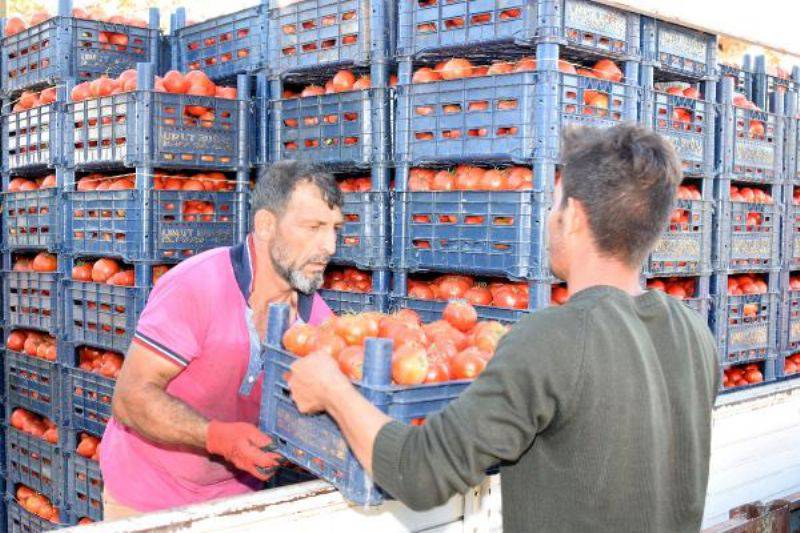 Domates Üreticisinin Yüzü Güldü