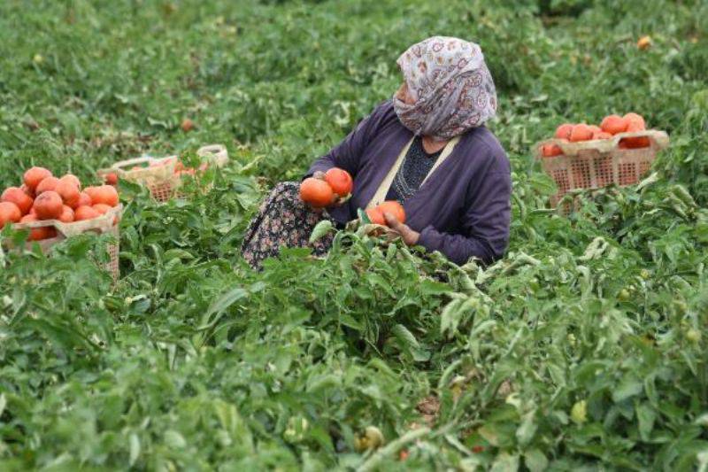 Domates Üreticisinin Yüzü Güldü