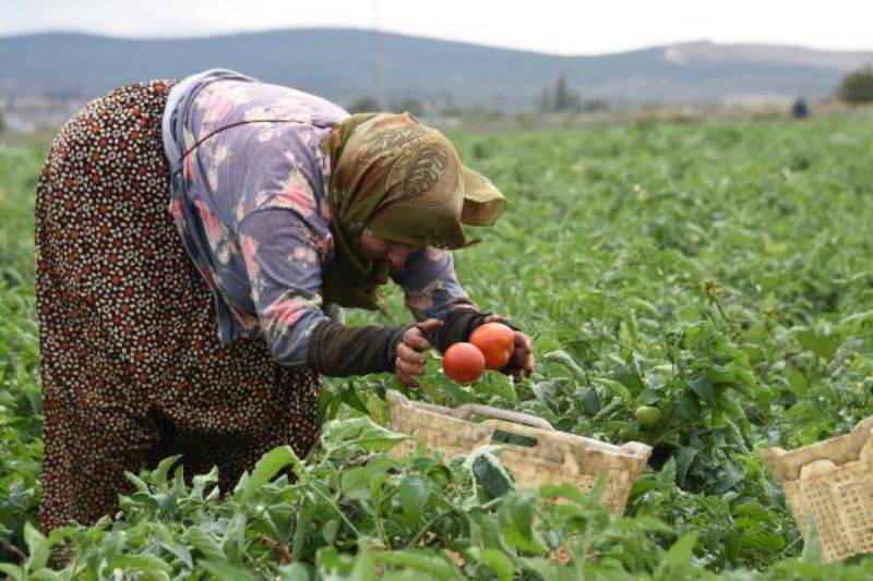 Domates Üreticisinin Yüzü Güldü