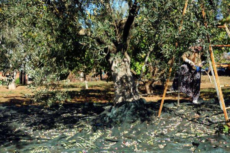 Kazdağları'nda Zeytin Sineği Ürünlerin Yüzde 80'ine Zarar Verdi