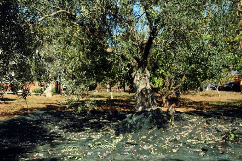 Kazdağları'nda Zeytin Sineği Ürünlerin Yüzde 80'ine Zarar Verdi