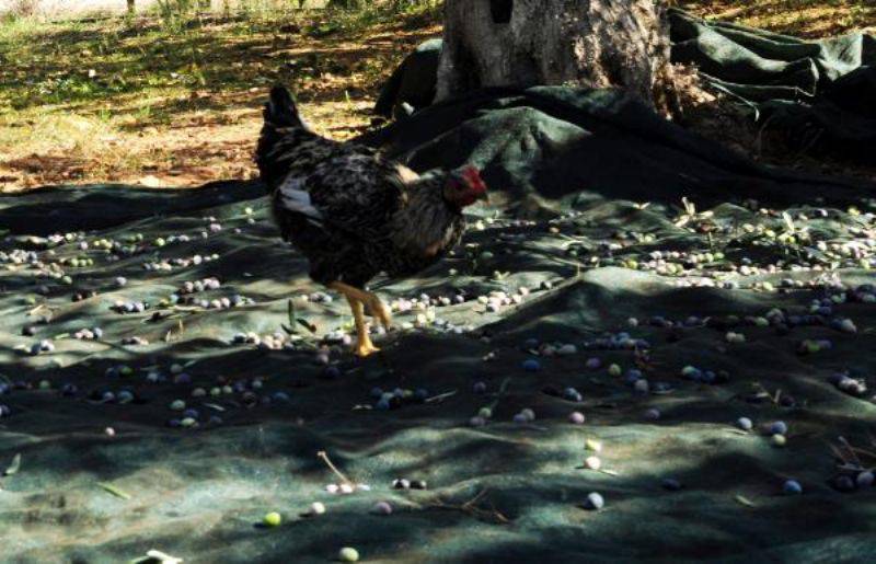 Kazdağları'nda Zeytin Sineği Ürünlerin Yüzde 80'ine Zarar Verdi