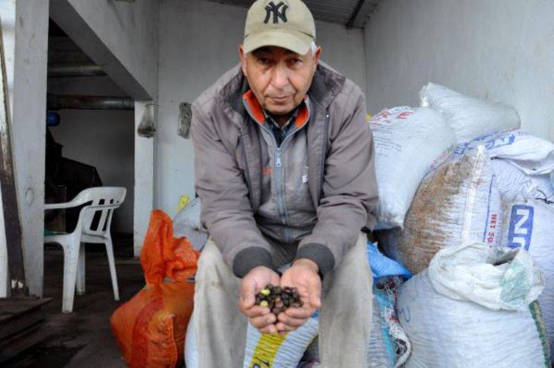 Kazdağları'nda Zeytin Sineği Ürünlerin Yüzde 80'ine Zarar Verdi