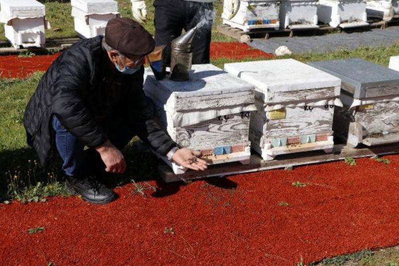 Tarımda Zamansız İlaçlama Arıları Öldürüyor