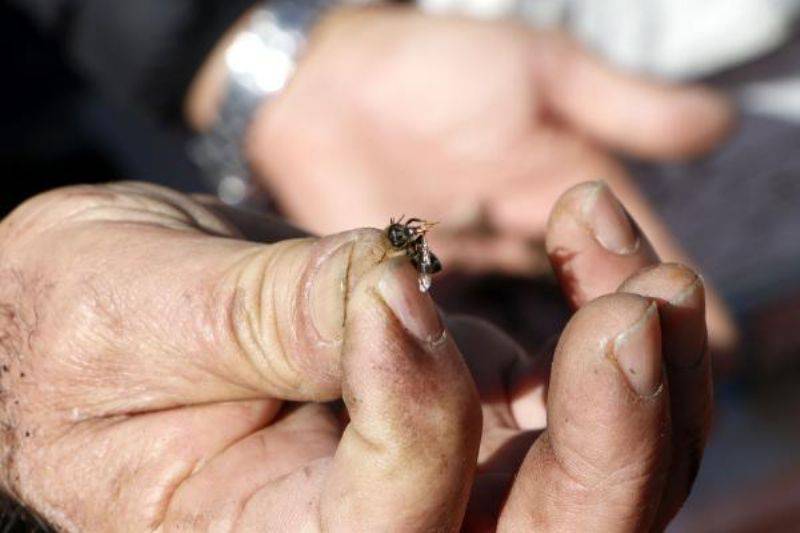 Tarımda Zamansız İlaçlama Arıları Öldürüyor