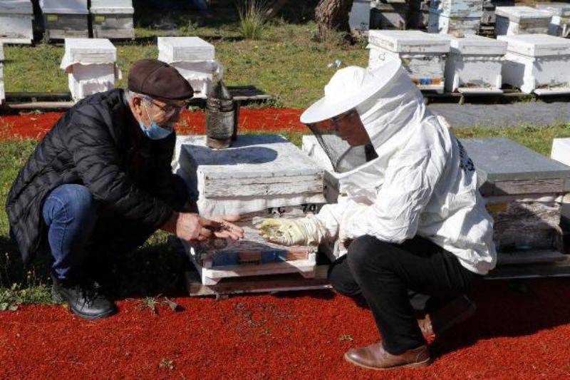 Tarımda Zamansız İlaçlama Arıları Öldürüyor