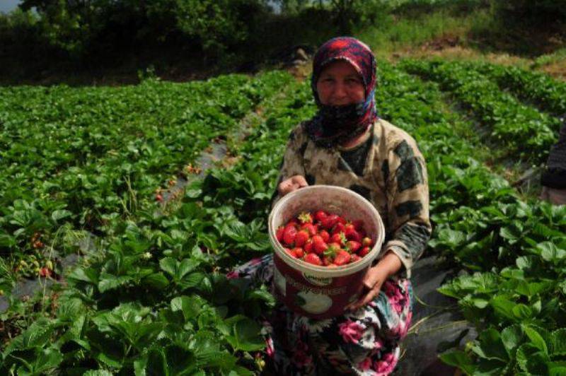 Kaz Dağları Eteklerinde Çilek Üretimi Arttı