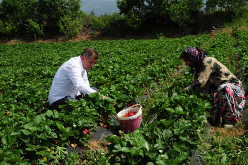 Kaz Dağları Eteklerinde Çilek Üretimi Arttı