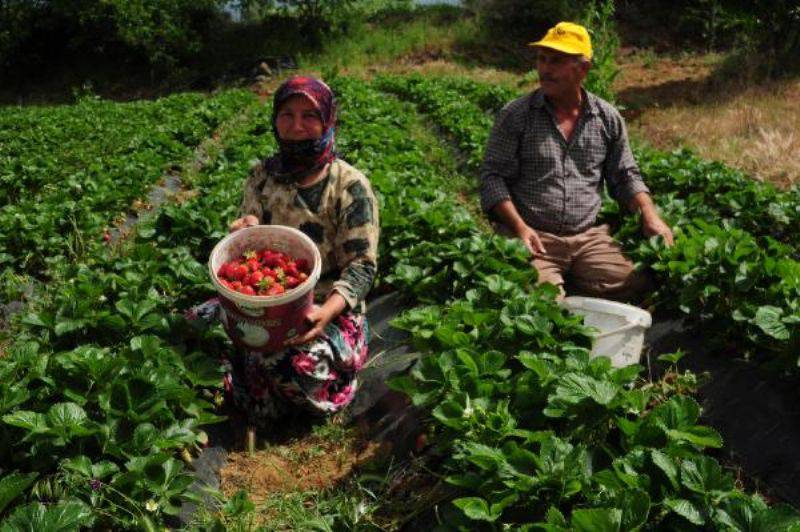 Kaz Dağları Eteklerinde Çilek Üretimi Arttı