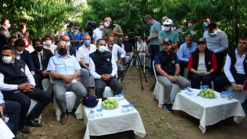 AK Partili Turan, 'Bayramiç Beyazı'nın Hasadını Yaptı