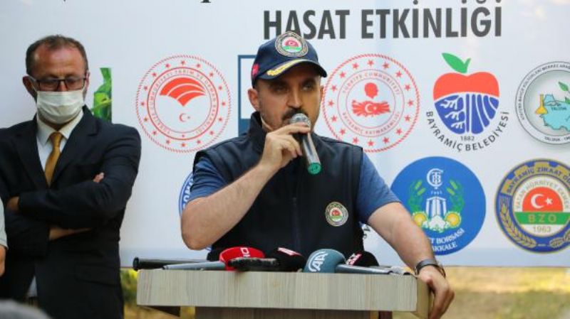 AK Partili Turan, 'Bayramiç Beyazı'nın Hasadını Yaptı