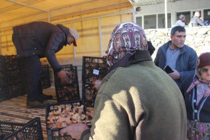 Kazdağları'ndaki Kanlıca Mantarı Köylüye Ek Gelir Oldu