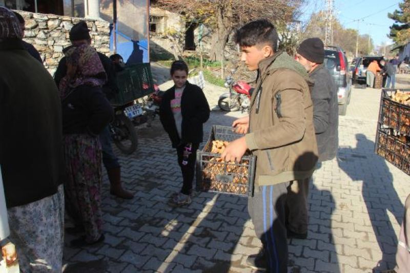 Kazdağları'ndaki Kanlıca Mantarı Köylüye Ek Gelir Oldu