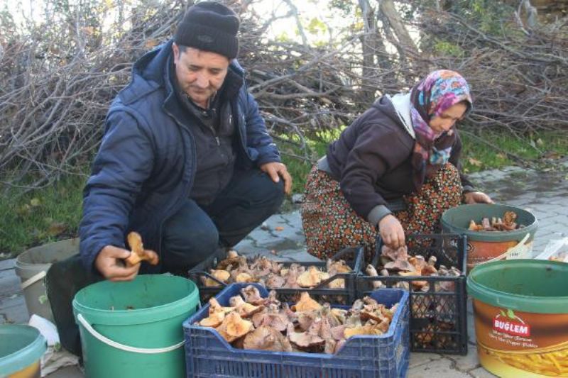 Kazdağları'ndaki Kanlıca Mantarı Köylüye Ek Gelir Oldu